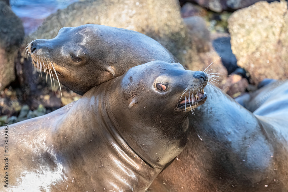 Obraz premium Two sea lions engaged in playful interaction on rocky shoreline