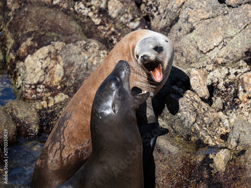 Foto Two sea lions engaged in aggressive interaction on rocky shoreline