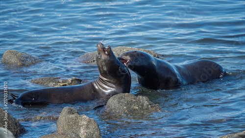 Foto Two sea lions engaged in playful or aggressive interaction among coastal rocks