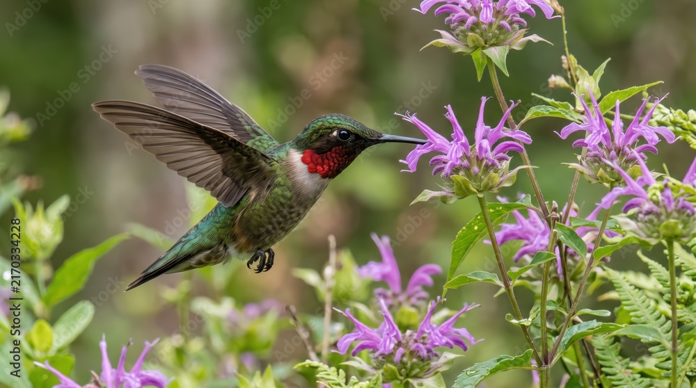 Naklejka premium Ruby throated hummingbird feeding on purple flowers