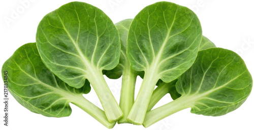 Foto Baby bok choy leaves on black background