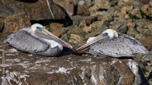 Konstfotografi Two brown pelicans resting on rocky shoreline in Monterey California