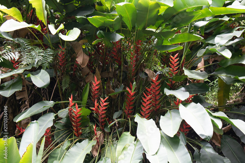 Obraz na plátně Red heliconia bracts among white and green tropical foliage