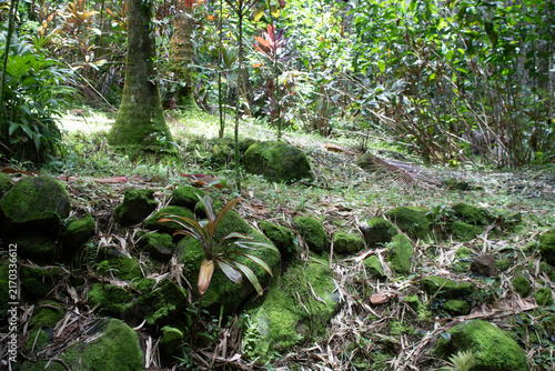 Quadro su tela Moss covered rocks and fallen light on a quiet rainforest floor
