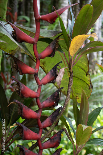 Canvastavla Pink hanging heliconia bracts among broad tropical leaves