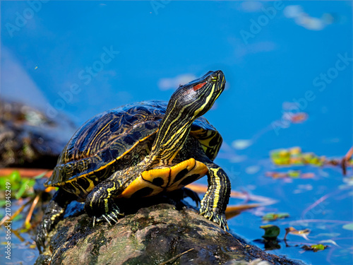 Canvastavla Red-eared slider turtle basking on a sunlit rock by the water