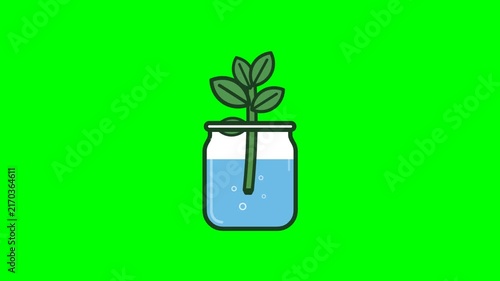 Green plant cutting growing inside a glass jar with water on green screen