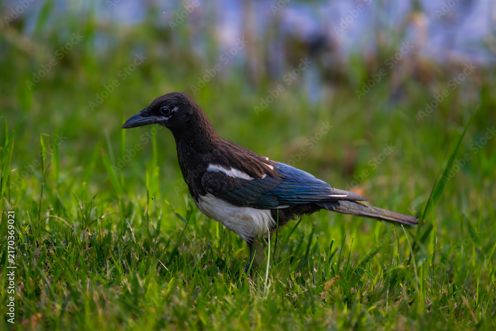 Obraz premium blackbird on the grass