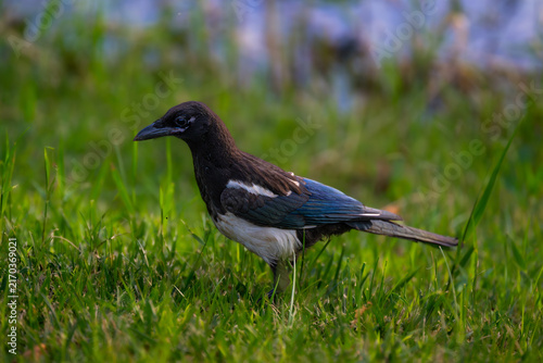 Cuadro en lienzo blackbird on the grass