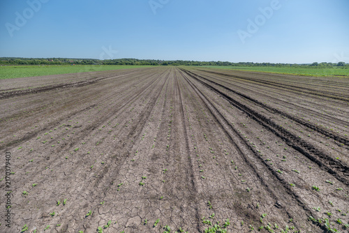 Konstfotografi Cracked soil stretches across a vast dry landscape under a clear blue sky hintin
