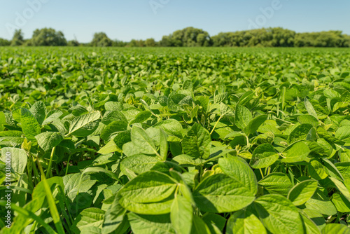 Bild auf Leinwand Vibrant green soybean field stretching under a bright blue sky during the warm s
