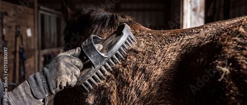 Gloved hand brushing dark brown horse coat covered in dirt and shedding hair in stable for grooming and care.