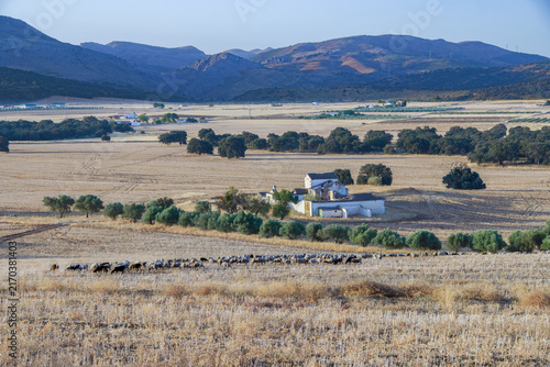 Sheep grazing on dry stubble fields near a traditional white farm building with olive trees and mountains in the background