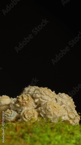 Time-lapse of a cluster of white mushrooms sprouting rapidly in a dark environment.