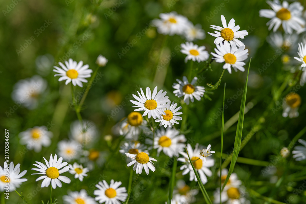 Fototapeta premium Delicate flowers bloom in a sunlit meadow creating a picturesque scene of nature's elegance and tranquility