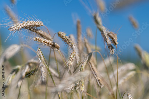 Foto Golden harvest time in Europe where wheat fields dance under a bright blue sky s