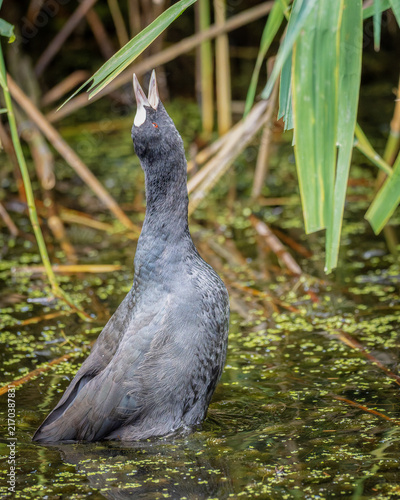 Blässhuhn ruft im Schilf – Wasservogel reckt sich im Röhricht am Gewässer