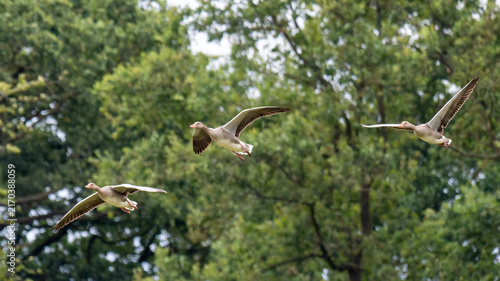 Drei Graugänse im Flug vor grünem Waldhintergrund