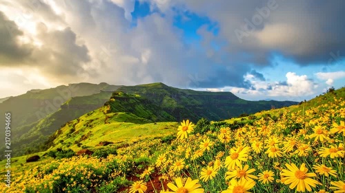 Timelapse of Sahyadri mountain range or Western ghats of India with Sonki flower or Senecio bombayensis flower in the foreground.