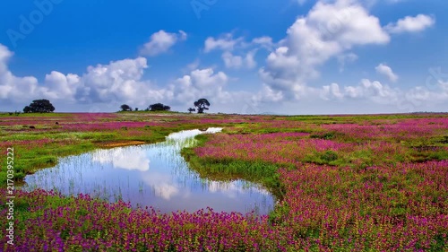 Timelapse of Kaas Plateau / Pathar, part of UNESCO World Heritage Site, Maharastra, India