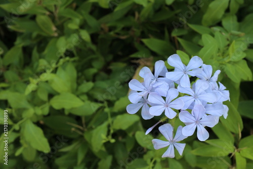水色のルリマツリの花　コピースペースあり
