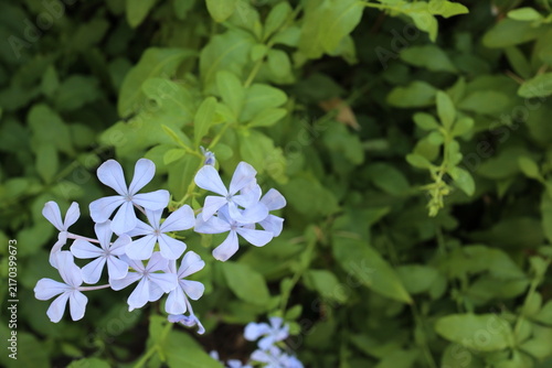 水色のルリマツリの花　コピースペースあり