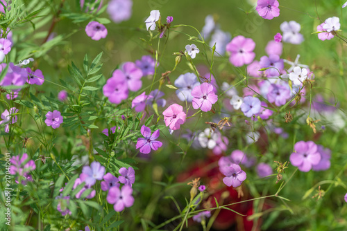Close-up pink phlox blossoms in wildflower meadow, soft summer sunlight, clustered stems, tiny buds, green foliage, gentle bokeh and fresh floral texture across natural scene