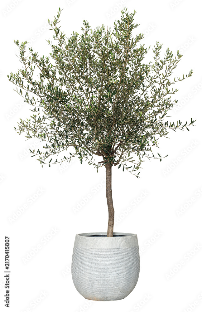 Obraz premium Potted olive tree with lush green leaves in a simple white planter.