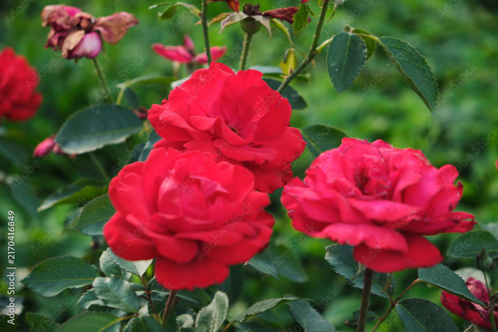 Obraz premium Three vibrant red roses blooming closely together surrounded by lush green foliage in sunny garden.