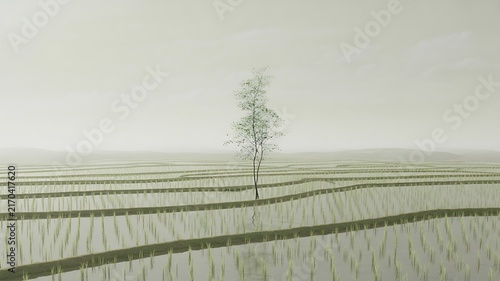 Solitary thin tree standing gracefully amidst calm flooded rice paddies under a soft misty grey sky