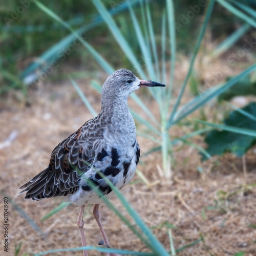 Konstfotografi Photo of a wading bird known as the ruff.