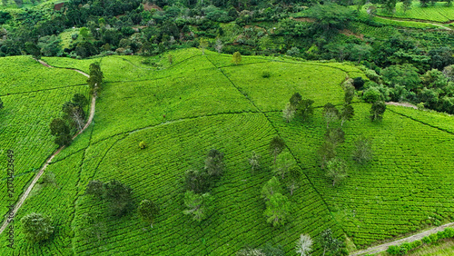 Aerial view of the lush green tea plantations of Panawa, featuring rolling hills, neatly arranged tea bushes, scattered trees, and winding dirt paths in Garut, West Java, Indonesia.