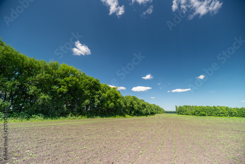 Green hedge bordering a sunlit gravel field under a blue sky with clouds