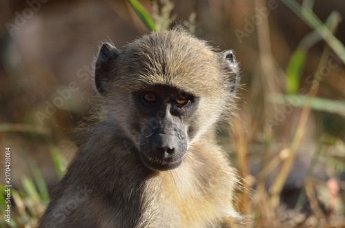 Photography Baby baboon