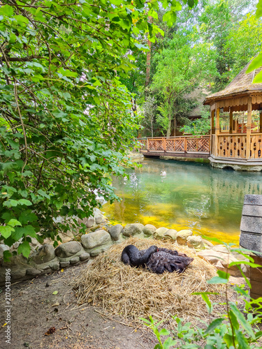 Black swan rests in nest by tranquil pond with wooden gazebo and bridge