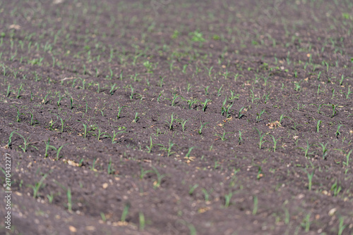 Canvastavla Young cereal seedlings emerging in prepared agricultural field