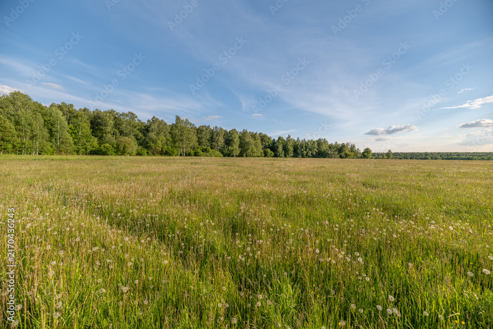Obraz premium Wide wildflower meadow under blue summer sky with distant tree line