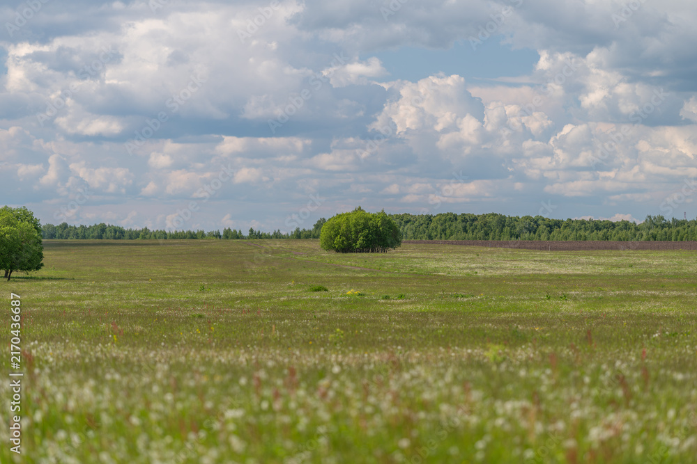Fototapeta premium Expansive wildflower meadow under a partly cloudy sky
