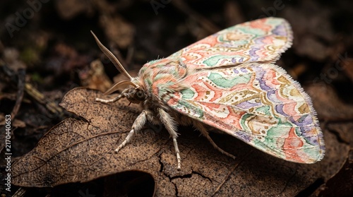 Extreme Macro Photography of Imaginary Pastel Moth on Dried Leaf | Intricate Watercolor Wing Patterns and Fine Art Detail