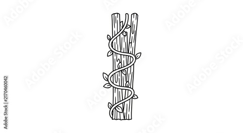 Cuadro en lienzo Vine wrapped around wooden tree branch.