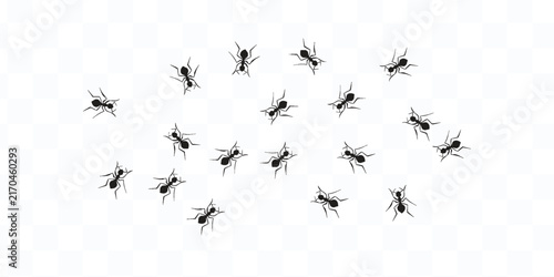 Картината върху платно Little ant trail isolated on white backgrpund