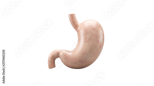Cuadro en lienzo Human stomach organ 3d illustration for medical education and internal digestive system study