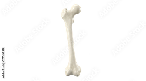 Canvastavla Human femur bone medical illustration for anatomical studies and orthopedic insights