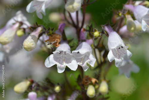 Foxglove beardtongue flowers - Latin name - Penstemon digitalis Husker Red