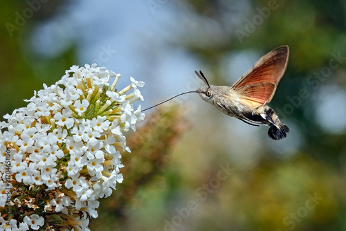Taubenschwänzchen ( Macroglossum stellatarum ).