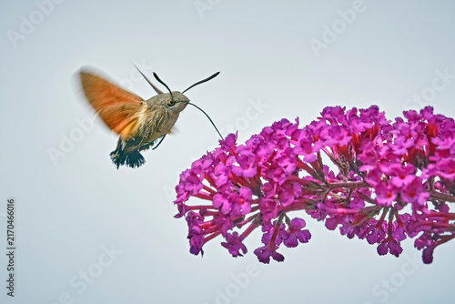 Taubenschwänzchen ( Macroglossum stellatarum ).