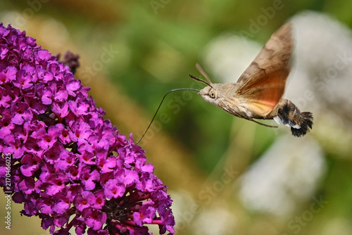 Taubenschwänzchen ( Macroglossum stellatarum ).