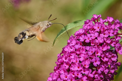 Taubenschwänzchen ( Macroglossum stellatarum ).
