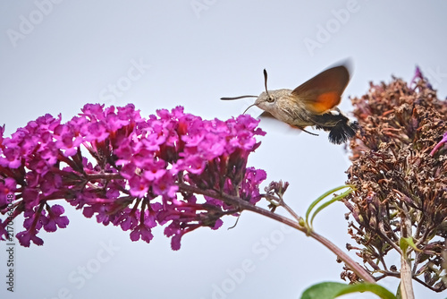 Taubenschwänzchen ( Macroglossum stellatarum ).