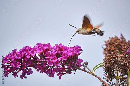 Taubenschwänzchen ( Macroglossum stellatarum ).